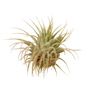Tillandsia Air Plant Ionantha Guatemala