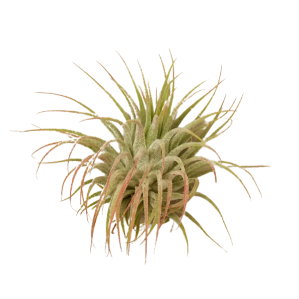 Tillandsia Air Plant Ionantha Guatemala