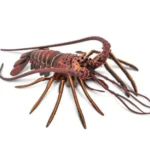 Spiny Lobster Figurine