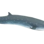 Sei Whale Figurine