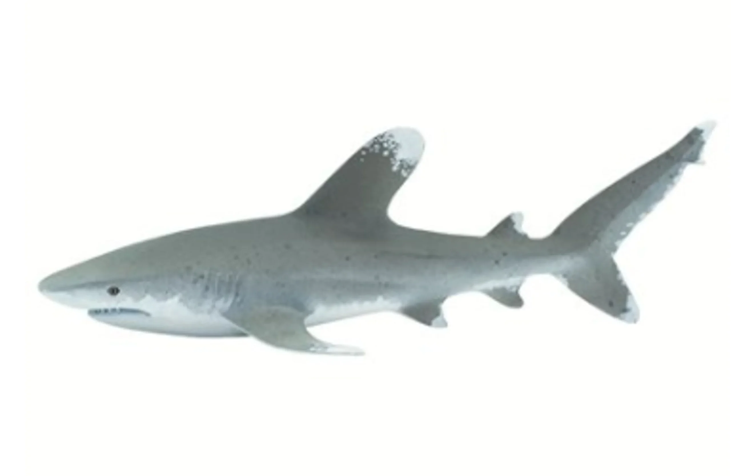95866003166.0.td_size_1 Oceanic Whitetip Shark Figurine - Image 1