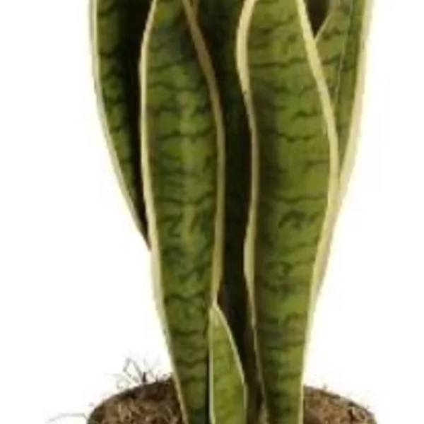 10" Rattan Pot Cover